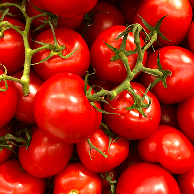 bunch a red vine tomatoes